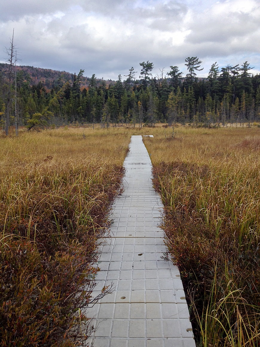 Wooden boardwalk path through autumn marshland forest