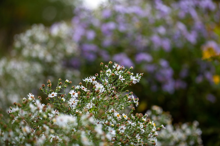 White Aster Flowers with Purple Bokeh Background