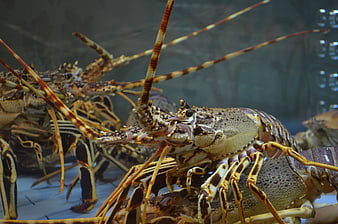 Close-up of Spiny Lobster in Aquarium Tank