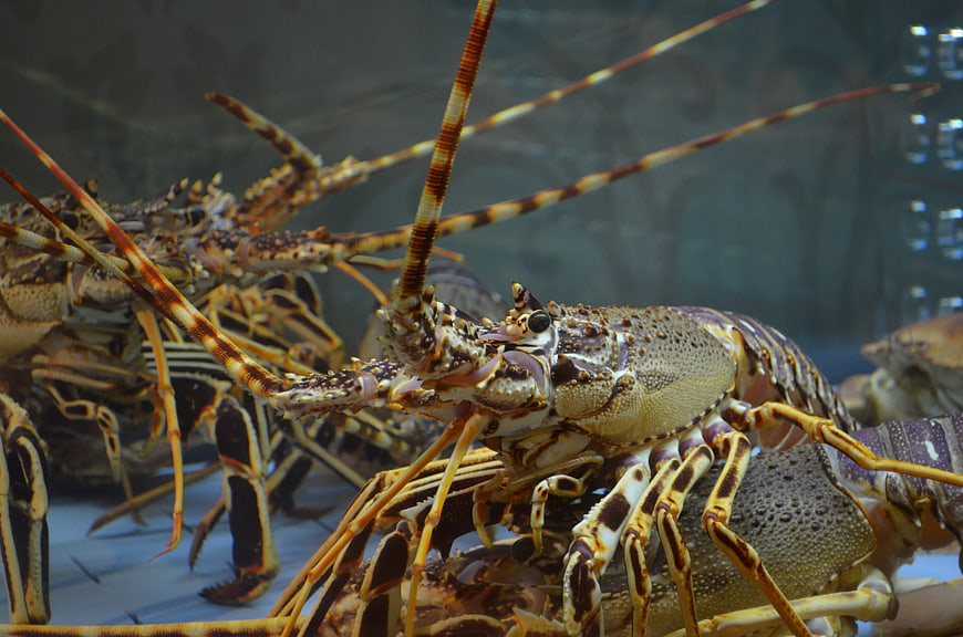 Close-up of Spiny Lobster in Aquarium Tank