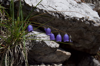 Purple Bellflowers Growing on Rocky Mountain Slope