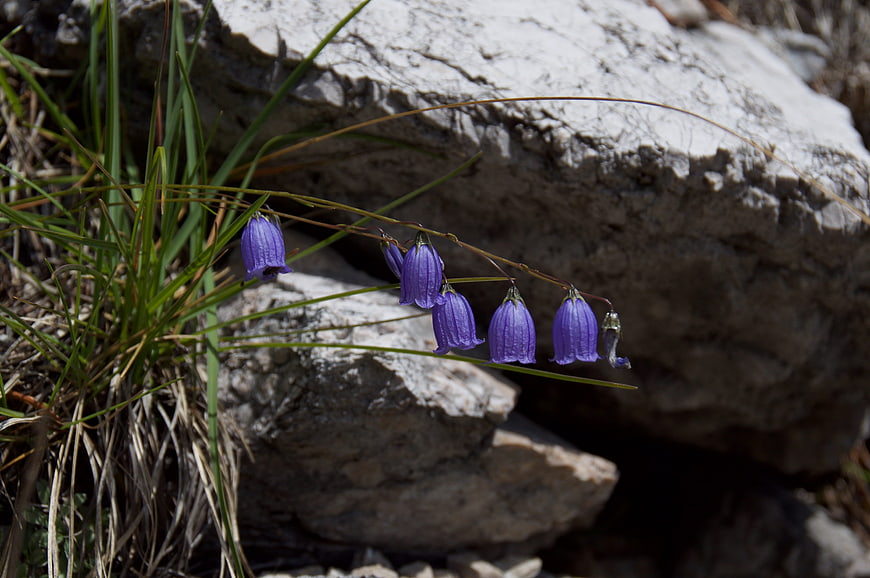Purple Bellflowers Growing on Rocky Mountain Slope