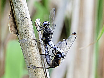 Close-up of mating dragonflies on a reed stem