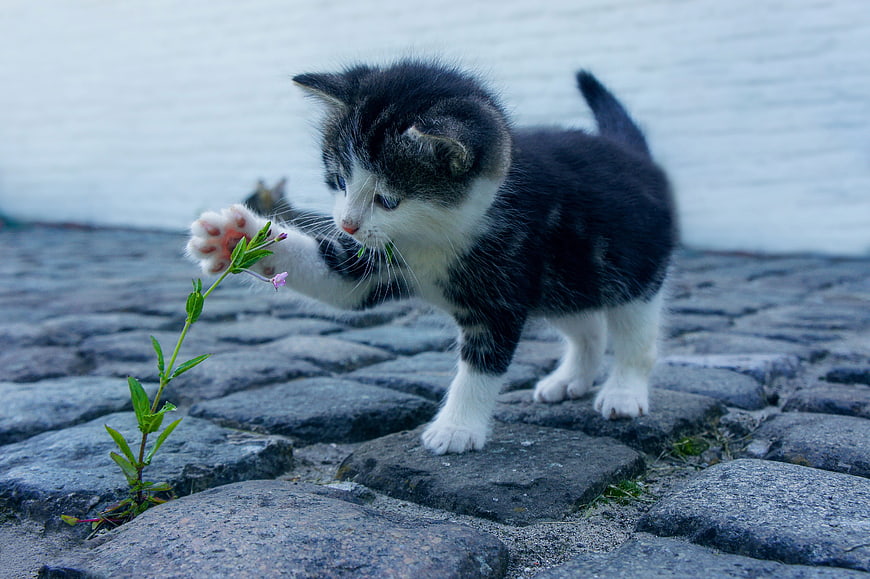 Cute black and white kitten playing with a flower on cobblestones