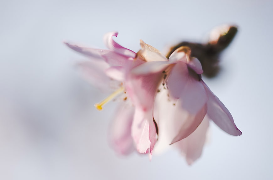 Soft Focus Pink Flower Bloom on Blurred Background