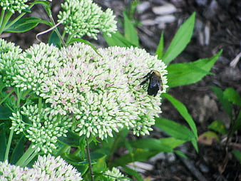 Bumblebee Pollinating Sedum Flower Cluster