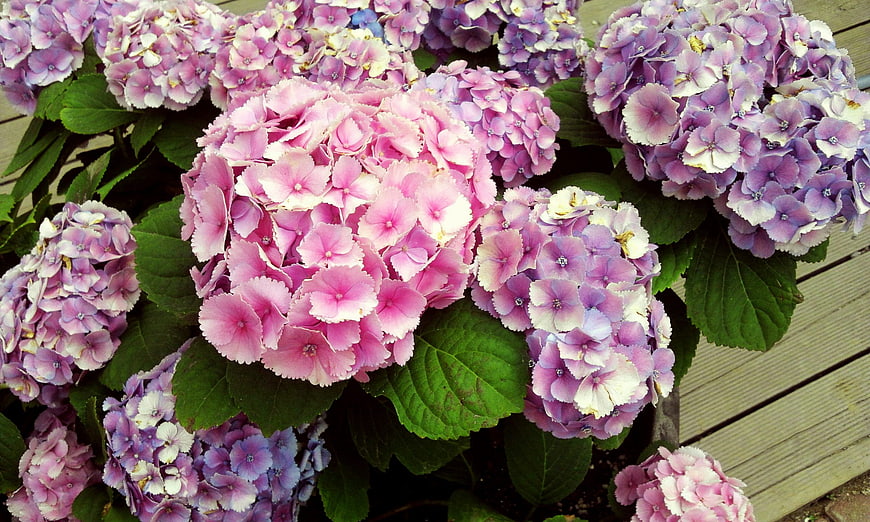 Vibrant Pink and Purple Hydrangea Flowers in Bloom