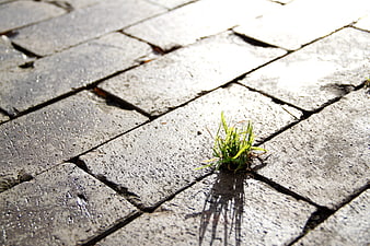 Small green grass sprout growing through cracks in grey pavement