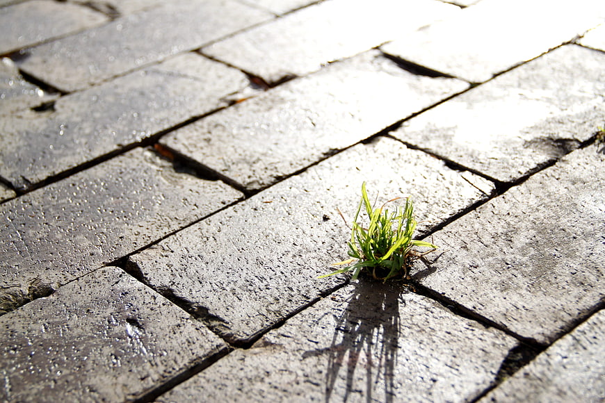 Small green grass sprout growing through cracks in grey pavement