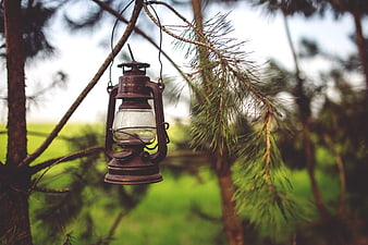 Vintage rusty lantern hanging on pine tree branch