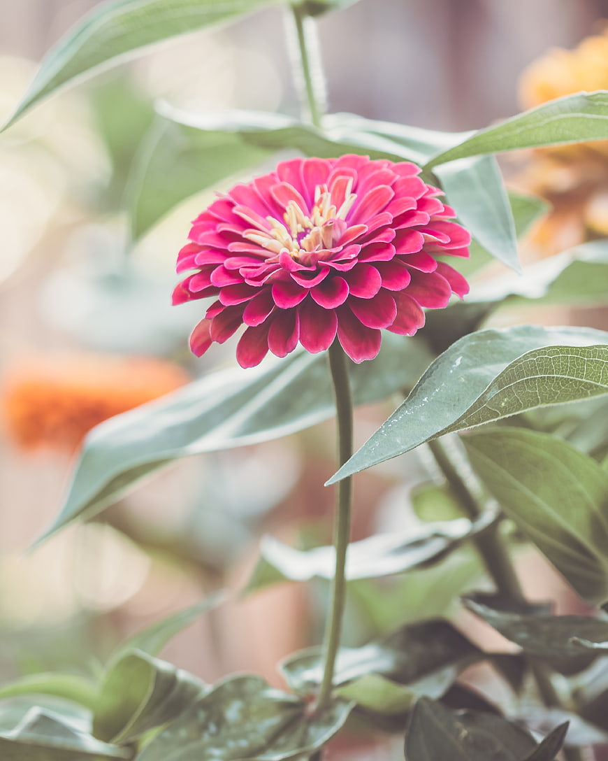Vibrant Pink Zinnia Flower Close-Up with Green Leaves