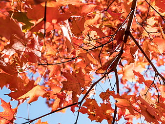 Vibrant Orange Maple Leaves Against Blue Sky