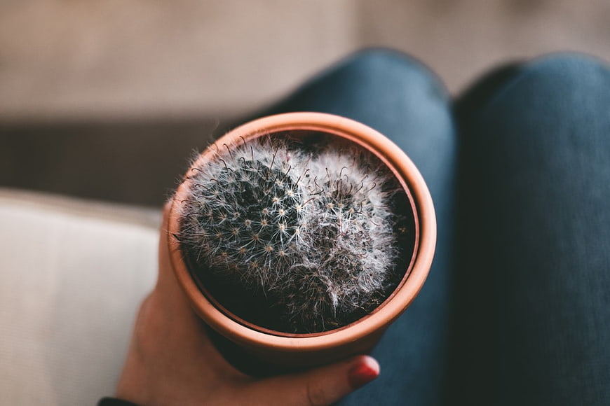Top View of Hand Holding Small Cactus in Terracotta Pot