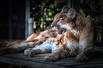 Cougar yawning on wooden deck in zoo enclosure