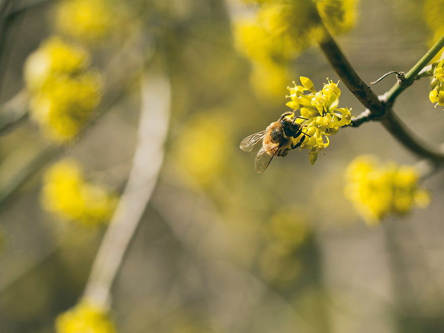 Honeybee Pollinating Yellow Cornelian Cherry Blossoms