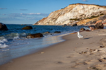 Seagull on Sandy Beach with Cliffs and Ocean Waves