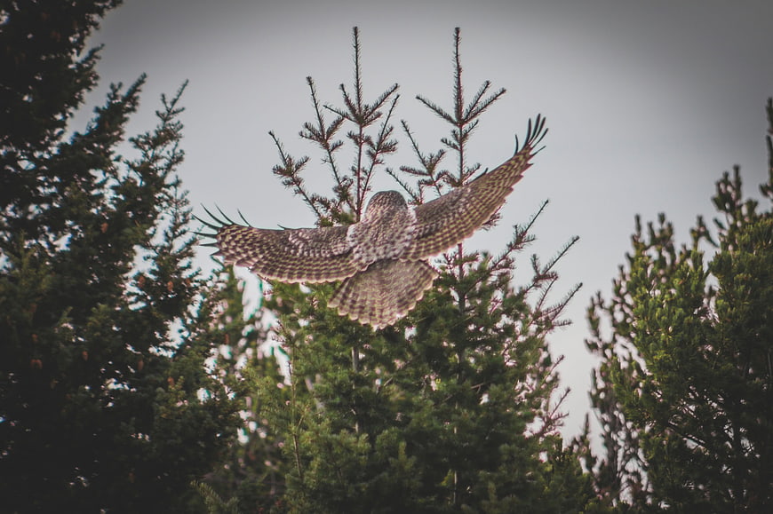 Great Grey Owl in Flight Over Pine Forest
