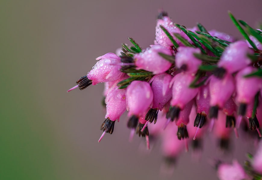 Close-up of pink heather flowers with water droplets