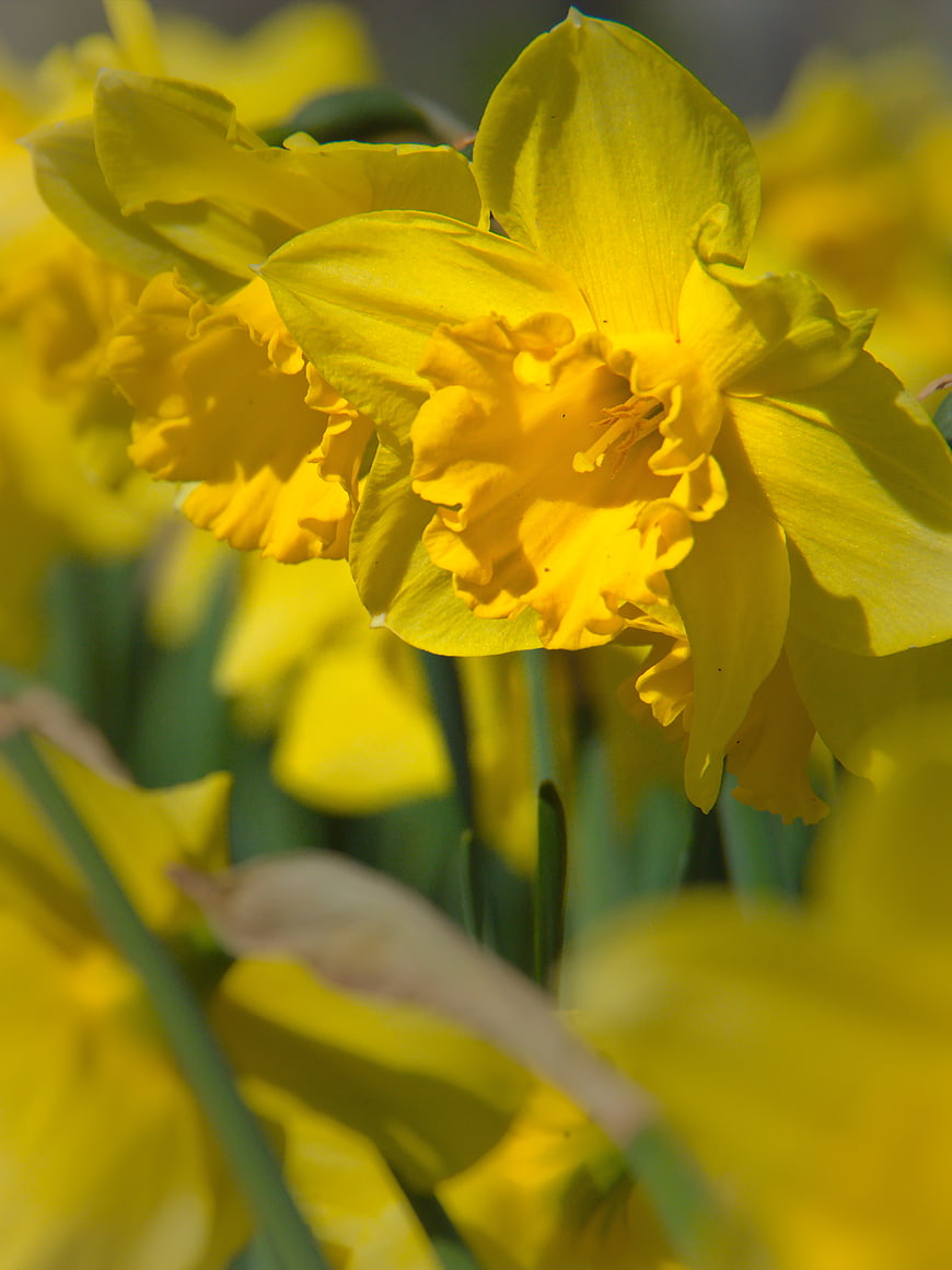Close-up of vibrant yellow daffodils blooming in spring garden