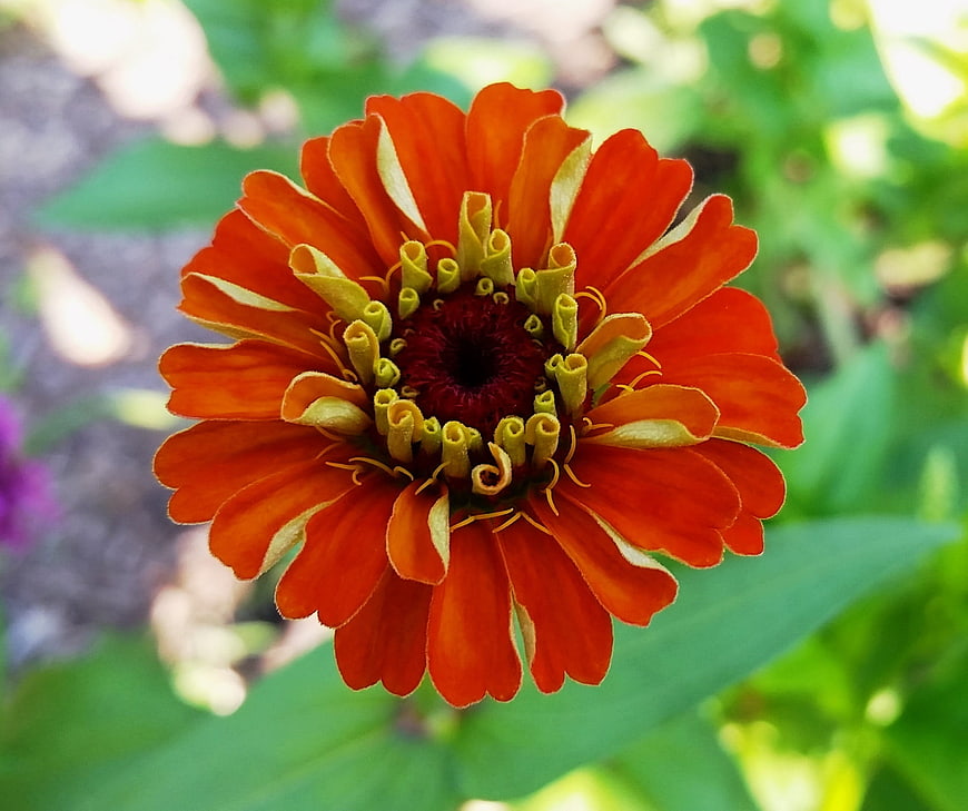 Close-up of vibrant orange zinnia flower in garden