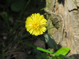 Close-up of bright yellow coltsfoot flower in spring