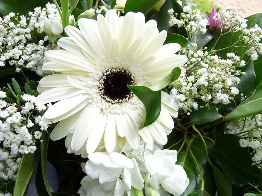 Close-up of White Gerbera Daisy with Baby's Breath