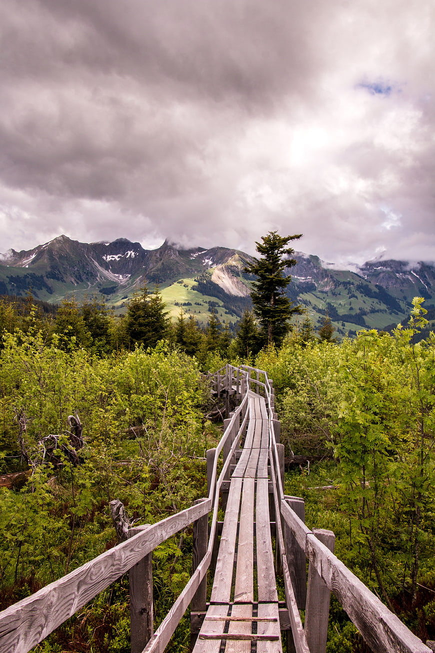 Wooden boardwalk leading through green forest to mountains