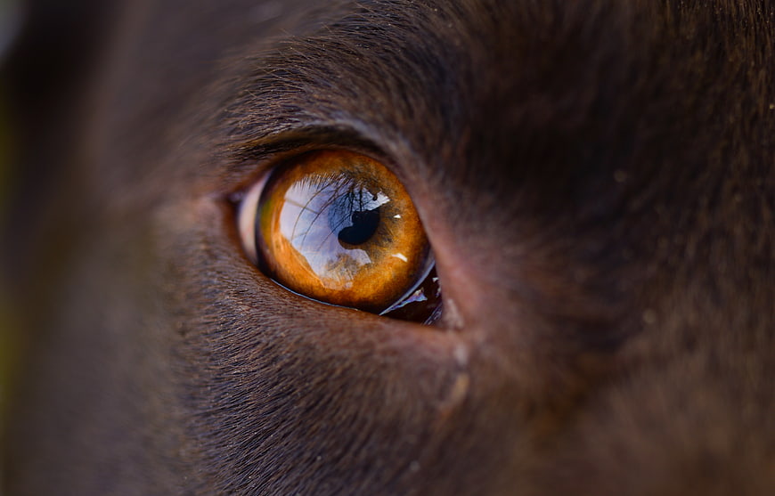 Extreme Close-Up of a Dog's Amber Eye