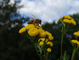 Honey Bee Pollinating Yellow Tansy Flower in Nature