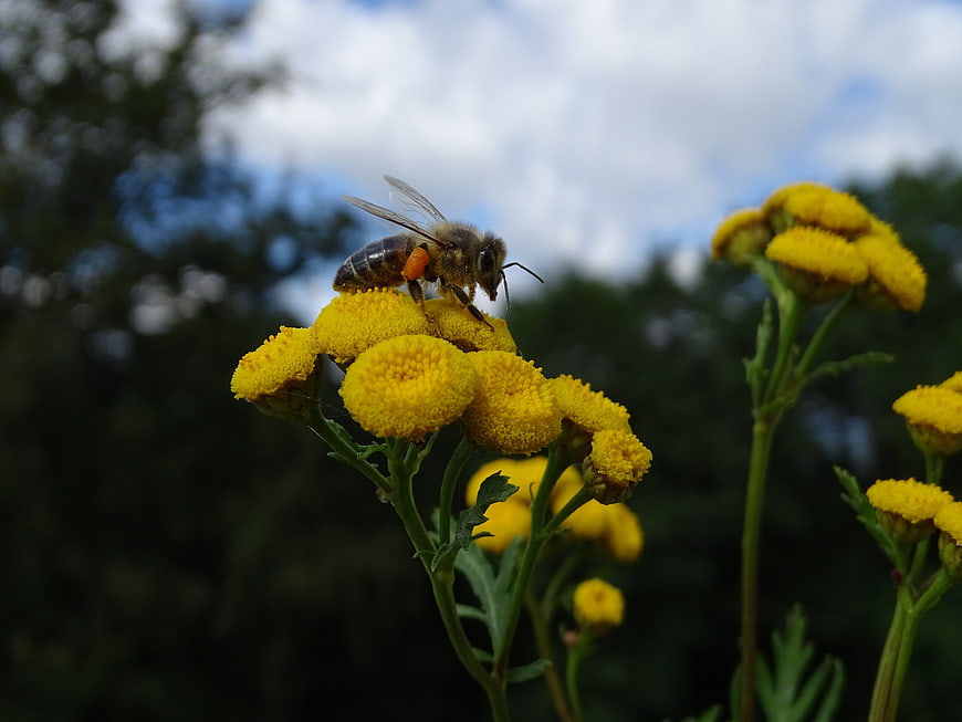 Honey Bee Pollinating Yellow Tansy Flower in Nature