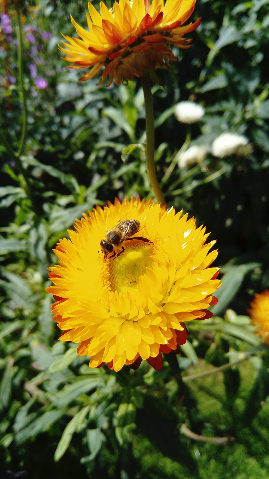 Honeybee Pollinating Bright Yellow Strawflower in Garden