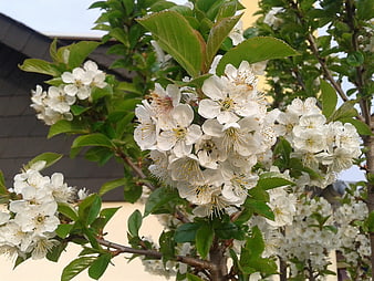 White cherry blossoms blooming on a tree branch in spring