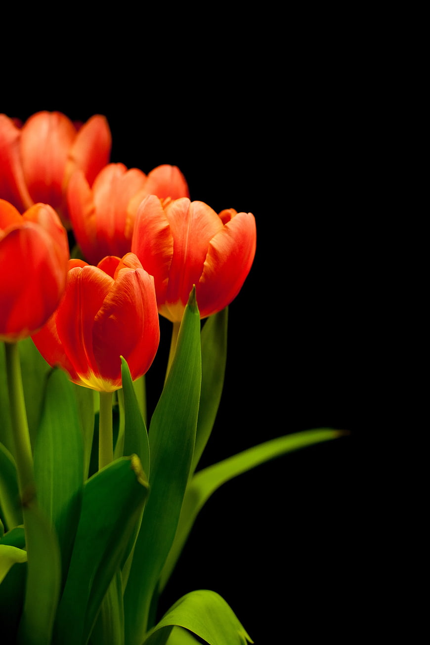 Vibrant Red Tulips on Black Background