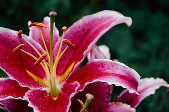 Close-up of vibrant pink lily flower with pollen