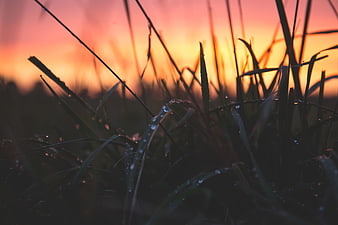 Dewy Grass Silhouette Against Vibrant Sunset Sky