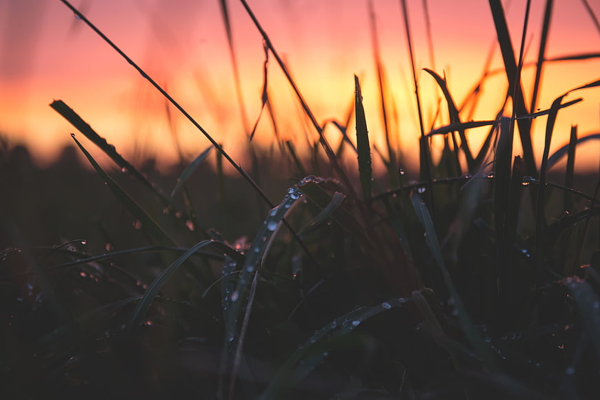 Dewy Grass Silhouette Against Vibrant Sunset Sky