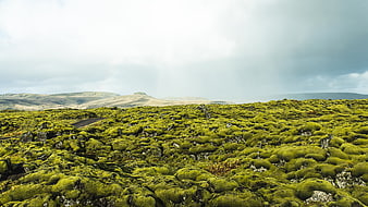 Vast Moss-Covered Lava Field Landscape Under Cloudy Sky