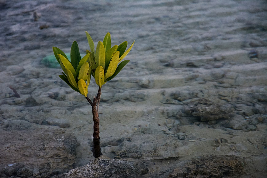 Lone Mangrove Sapling Growing in Rocky Shallow Water