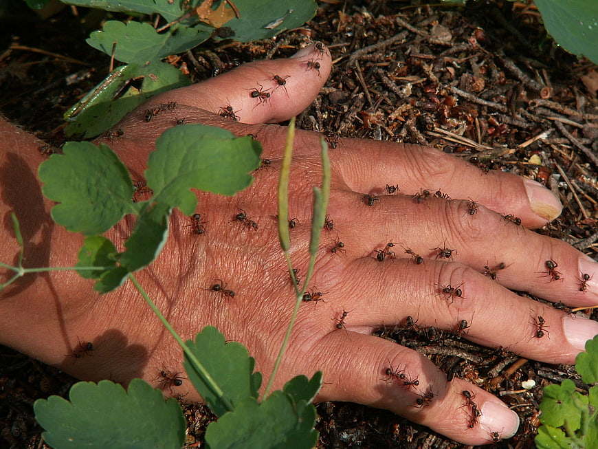 Human Hand Covered in Ants in Forest Soil