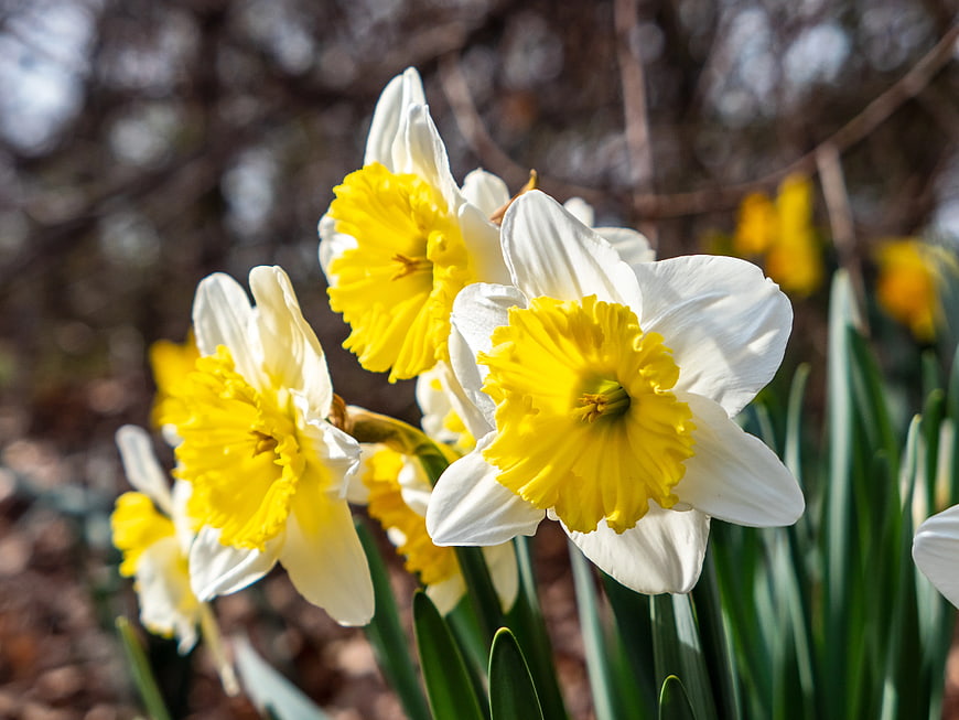 Close-up of White and Yellow Daffodils in Spring Garden