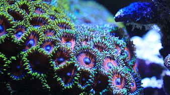 Vibrant Green and Blue Coral Colony in Saltwater Aquarium