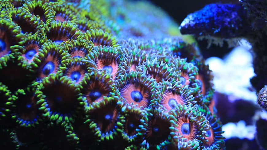 Vibrant Green and Blue Coral Colony in Saltwater Aquarium