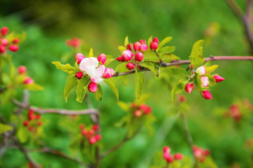 Pink Apple Blossoms and Buds on a Spring Branch