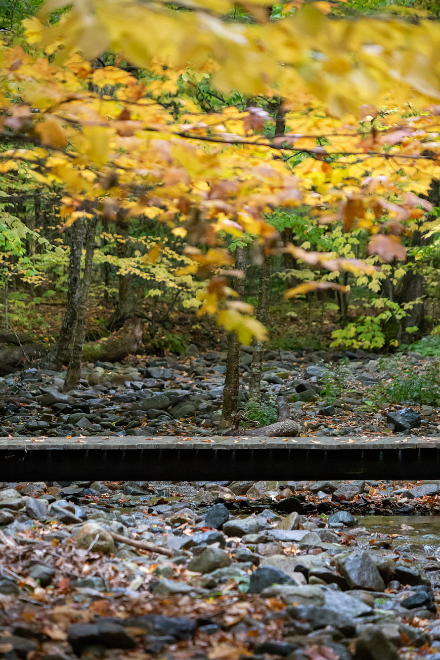 Autumn forest scene with wooden bridge over rocky stream