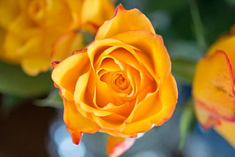 Close-up of vibrant orange rose with blurred background