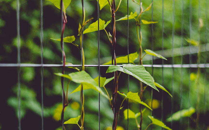 Green vines climbing a wire fence in a garden