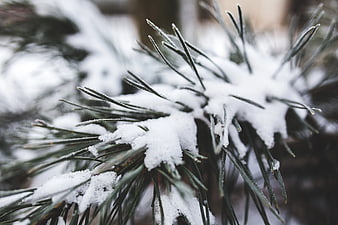 Close-up of snow-covered pine needles in winter