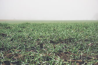 Low angle view of green grass field with morning dew and fog