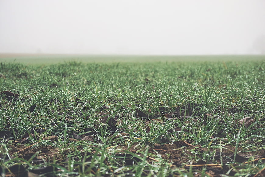 Low angle view of green grass field with morning dew and fog