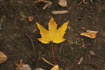 Yellow Maple Leaf on Dark Forest Floor